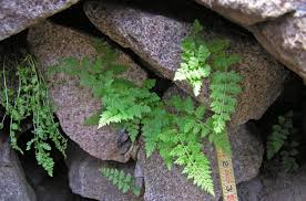 Attēlu rezultāti vaicājumam “Cystopteris fragilis”