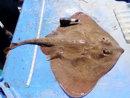 Image result for Amblyraja radiata