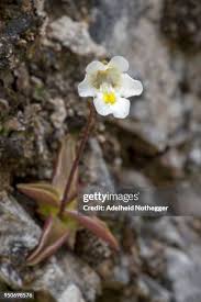 Attēlu rezultāti vaicājumam “Pinguicula alpina”