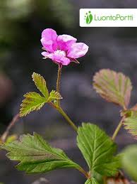 Attēlu rezultāti vaicājumam “Rubus arcticus flower”