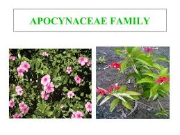 Attēlu rezultāti vaicājumam “Apocynaceae”