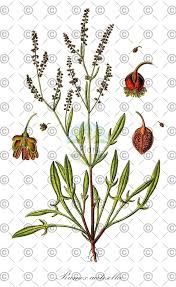 Attēlu rezultāti vaicājumam “Rumex acetosa fruit”