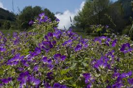 Attēlu rezultāti vaicājumam “Geranium sylvaticum”