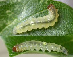 Attēlu rezultāti vaicājumam “Roeslerstammia erxlebella”