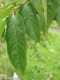 Attēlu rezultāti vaicājumam “Pterocarya fraxinifolia leaf”