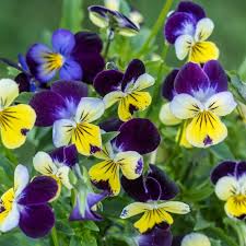 Attēlu rezultāti vaicājumam “Viola tricolor subsp. matutina flower”