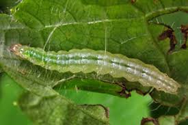 Attēlu rezultāti vaicājumam “Anania stachydalis”