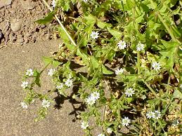 Attēlu rezultāti vaicājumam “Myosoton aquaticum”