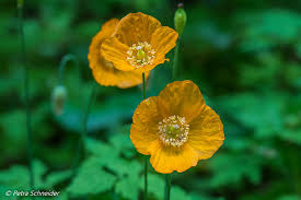 Image result for Meconopsis cambrica