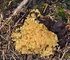 Attēlu rezultāti vaicājumam “Ramaria formosa”