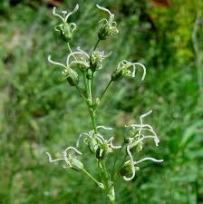 Attēlu rezultāti vaicājumam “Silene otites”