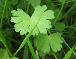 Attēlu rezultāti vaicājumam “Geranium molle leaf”