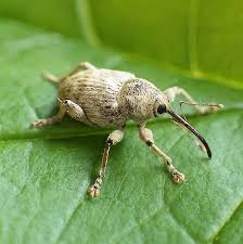 Attēlu rezultāti vaicājumam “Curculionidae”