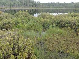 Attēlu rezultāti vaicājumam “Carex limosa fruit”