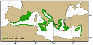 Image result for Tetronarce nobiliana