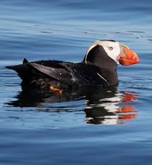 Image result for Fratercula cirrhata