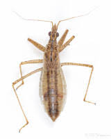 Attēlu rezultāti vaicājumam “Nabis limbatus”