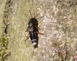 Attēlu rezultāti vaicājumam “Platydracus fulvipes”