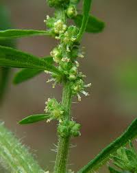 Image result for Chenopodium ambrosioides