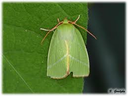 Attēlu rezultāti vaicājumam “Nolidae”