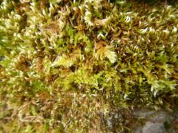 Attēlu rezultāti vaicājumam “Homalothecium sericeum”