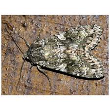 Attēlu rezultāti vaicājumam “Eurois occulta”