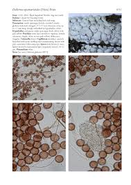 Attēlu rezultāti vaicājumam “Diderma spumarioides plasmodium”