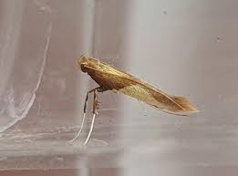 Attēlu rezultāti vaicājumam “Caloptilia alchimiella”