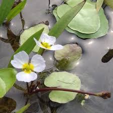Attēlu rezultāti vaicājumam “Hydrocharis morsus-ranae flower”