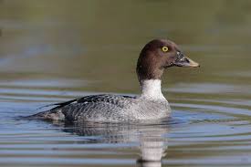 Attēlu rezultāti vaicājumam “Bucephala clangula”