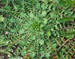 Attēlu rezultāti vaicājumam “Crepis biennis leaf”