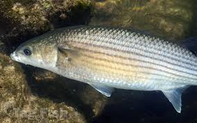 Image result for Mugil cephalus