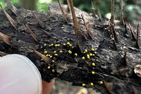 Attēlu rezultāti vaicājumam “Physarum oblatum spores”