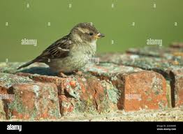 Attēlu rezultāti vaicājumam “Passer domesticus juvenile”