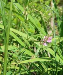 Attēlu rezultāti vaicājumam “Lathyrus palustris leaf”