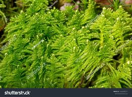 Attēlu rezultāti vaicājumam “Ptilidium pulcherrimum”