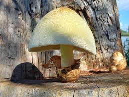 Attēlu rezultāti vaicājumam “Volvariella bombycina”