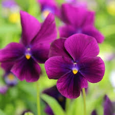 Image result for Hornveilchen