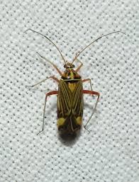 Attēlu rezultāti vaicājumam “Rhabdomiris striatellus”