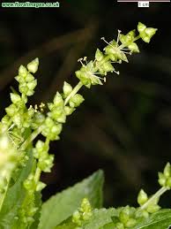 Attēlu rezultāti vaicājumam “Mercurialis perennis”