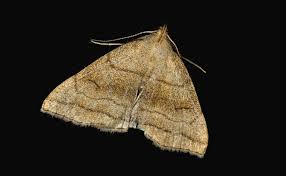 Attēlu rezultāti vaicājumam “Herminia tarsicrinalis”