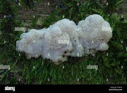 Attēlu rezultāti vaicājumam “Postia tephroleucus”