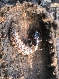 Attēlu rezultāti vaicājumam “Raphidioptera larva”