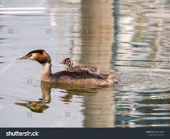 Attēlu rezultāti vaicājumam “Podiceps cristatus juvenile”