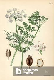 Image result for Carum carvi