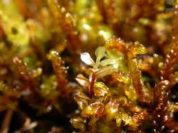 Attēlu rezultāti vaicājumam “Cinclidium stygium macro”