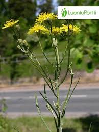 Attēlu rezultāti vaicājumam “Crepis tectorum flower”