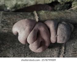 Attēlu rezultāti vaicājumam “Encoelia furfuracea”