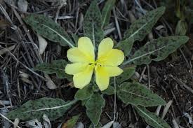 Attēlu rezultāti vaicājumam “Onagraceae”