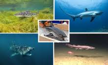 Image result for Alopias vulpinus